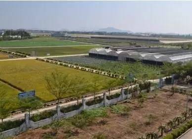 棉花缺硼了怎么辦？棉花缺硼的癥狀及施肥技術(shù)！